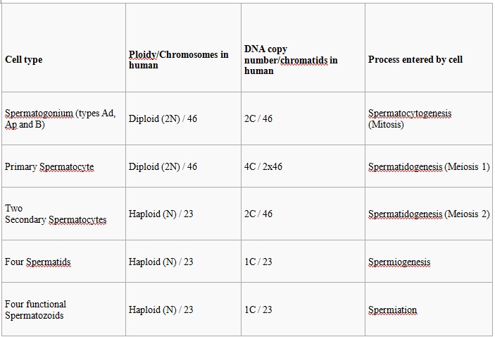 Spermatogenesis